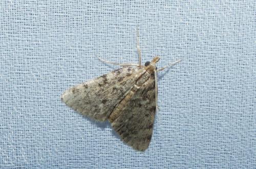 Réf. 264 456 : Aglossa pinguinalis